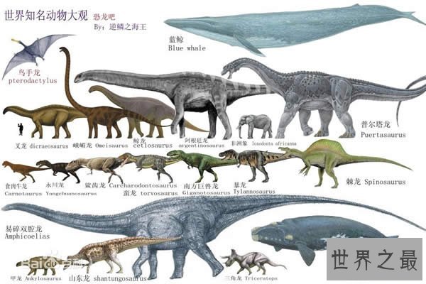 【图】世界上最大的恐龙，易碎双腔龙(长80米/重220吨