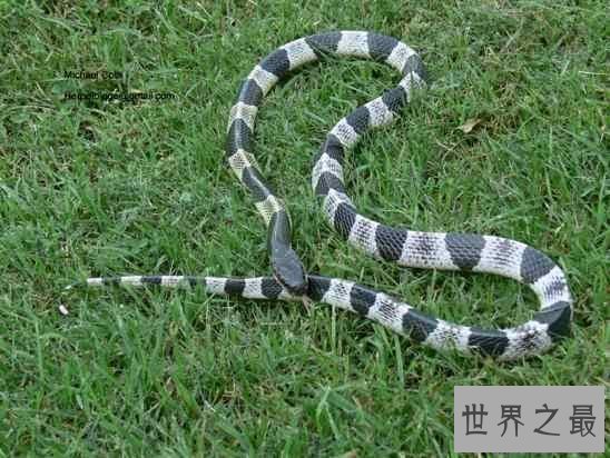 【图】世界十大毒蛇，贝尔彻海蛇一口毒液致死1000人
