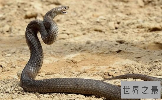 【图】世界十大毒蛇，贝尔彻海蛇一口毒液致死1000人
