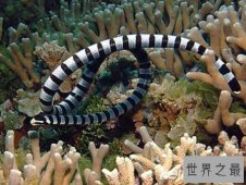 【图】世界十大毒蛇，贝尔彻海蛇一口毒液致死1000人