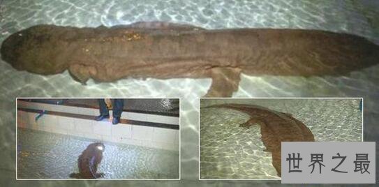 【图】世界上年龄体型最大的蝾螈，200岁(身长1.4米)