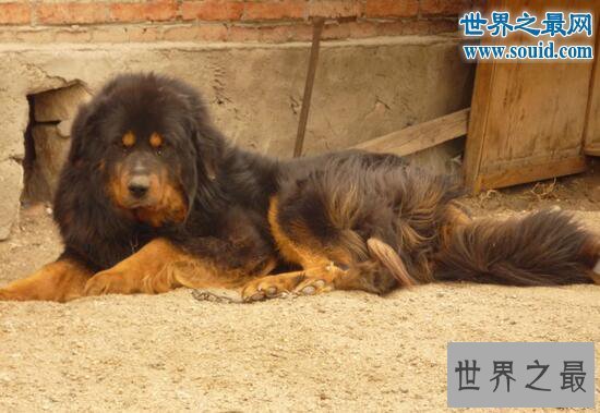 【图】最忠诚的狗蒙古獒，战力强过藏獒