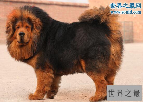 【图】最忠诚的狗蒙古獒，战力强过藏獒