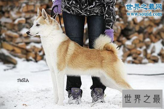 【图】最忠诚的狗蒙古獒，战力强过藏獒