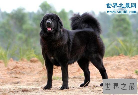 【图】最忠诚的狗蒙古獒，战力强过藏獒
