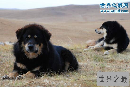 【图】最忠诚的狗蒙古獒，战力强过藏獒