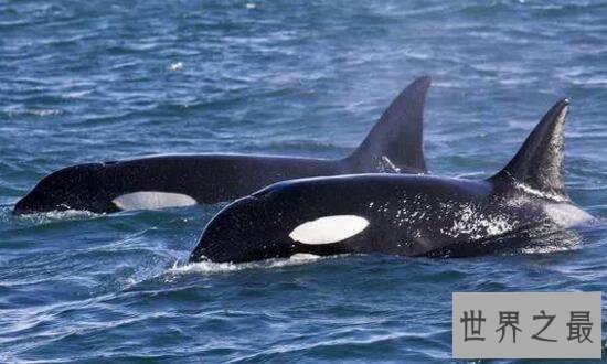 【图】世界最年长虎鲸去世，享年大约105岁