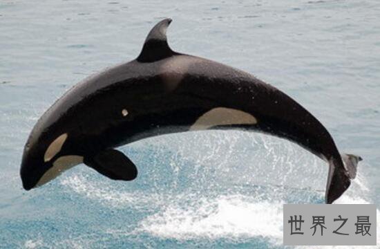 【图】世界最年长虎鲸去世，享年大约105岁