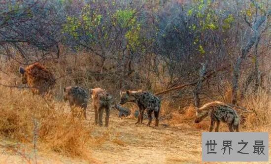 【图】世界上咬合力最强的动物，斑鬣狗(可与狮子对抗