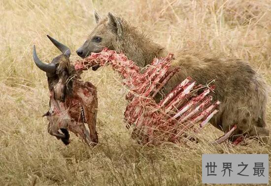 【图】世界上咬合力最强的动物，斑鬣狗(可与狮子对抗