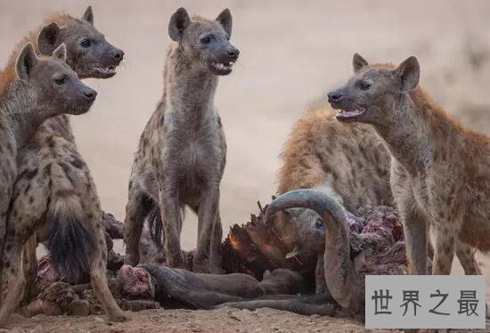 【图】世界上咬合力最强的动物，斑鬣狗(可与狮子对抗
