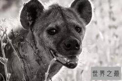 【图】世界上咬合力最强的动物，斑鬣狗(可与狮子对抗