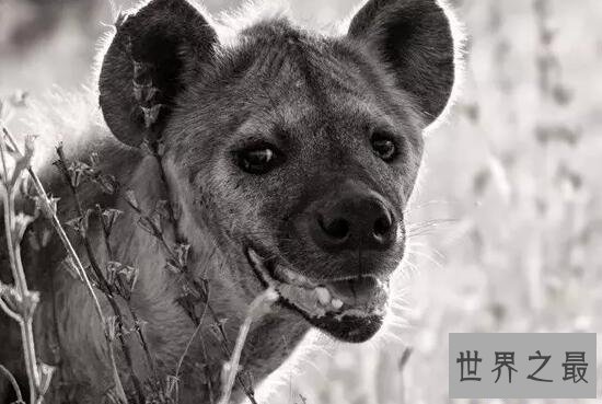 【图】世界上咬合力最强的动物，斑鬣狗(可与狮子对抗