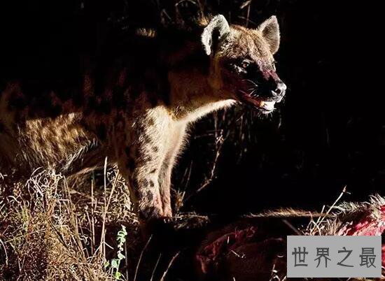 【图】世界上咬合力最强的动物，斑鬣狗(可与狮子对抗