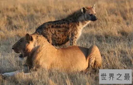 【图】世界上咬合力最强的动物，斑鬣狗(可与狮子对抗