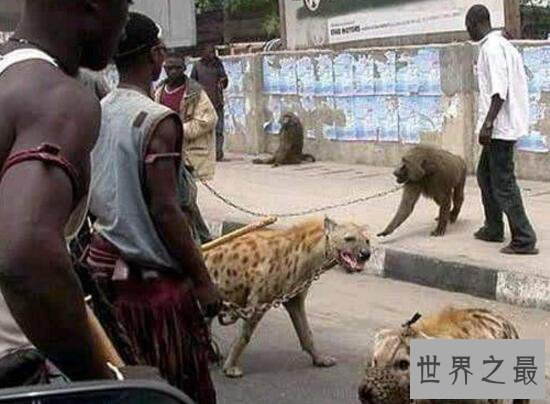 【图】世界上咬合力最强的动物，斑鬣狗(可与狮子对抗