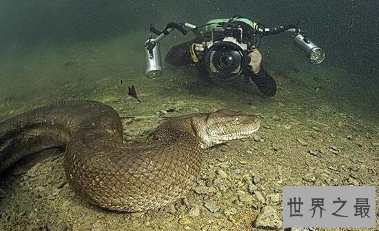 【图】世界上最大的蛇之一，绿森蚺(体长10m/重225kg)