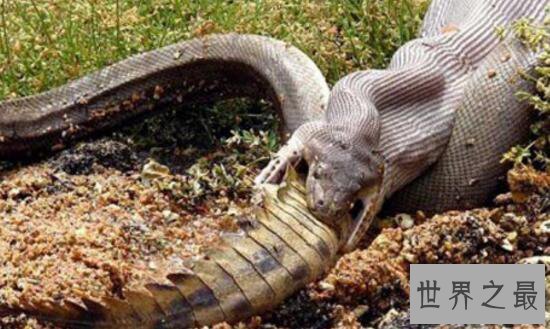 【图】世界上最大的蛇之一，绿森蚺(体长10m/重225kg)