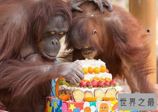 【图】世界最老红毛猩猩，62岁和孙子抢蛋糕