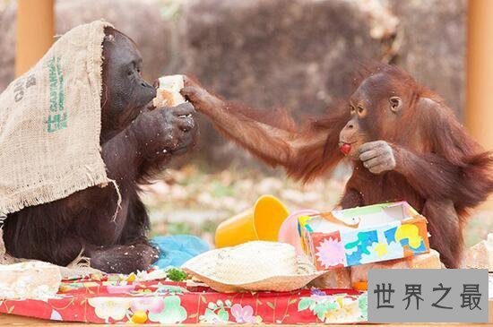 【图】世界最老红毛猩猩，62岁和孙子抢蛋糕