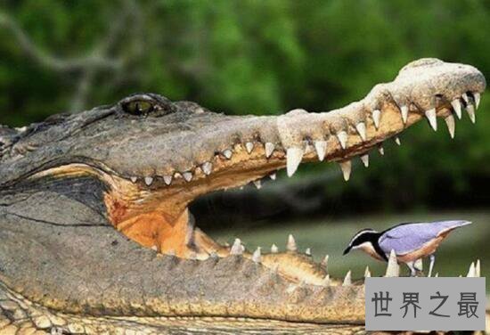 【图】非洲最大的鳄鱼，尼罗鳄(长6米，重1000公斤)