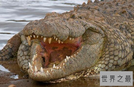 【图】非洲最大的鳄鱼，尼罗鳄(长6米，重1000公斤)