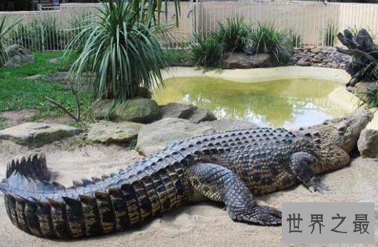 【图】非洲最大的鳄鱼，尼罗鳄(长6米，重1000公斤)