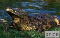 【图】非洲最大的鳄鱼，尼罗鳄(长6米，重1000公斤)