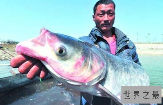 【图】世界上最凶猛的淡水鱼，亚马逊鲇鱼(吃人水怪