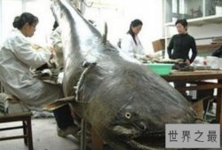 【图】世界上最凶猛的淡水鱼，亚马逊鲇鱼(吃人水怪