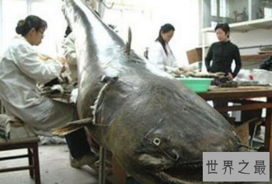 【图】世界上最凶猛的淡水鱼，亚马逊鲇鱼(吃人水怪
