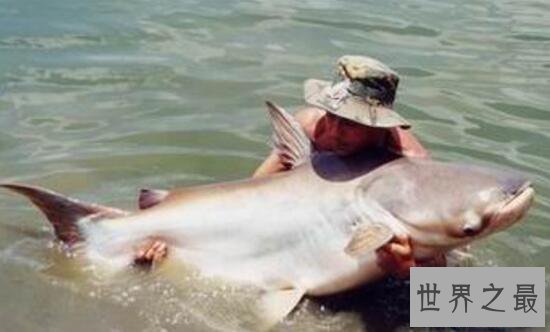 【图】世界上最凶猛的淡水鱼，亚马逊鲇鱼(吃人水怪