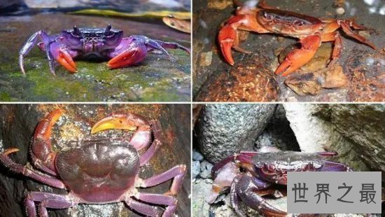 【图】世界上最罕见的新物种，东方麒麟惊现人间