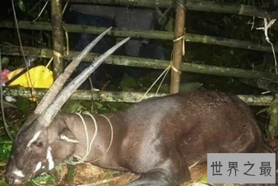 【图】世界上最罕见的新物种，东方麒麟惊现人间