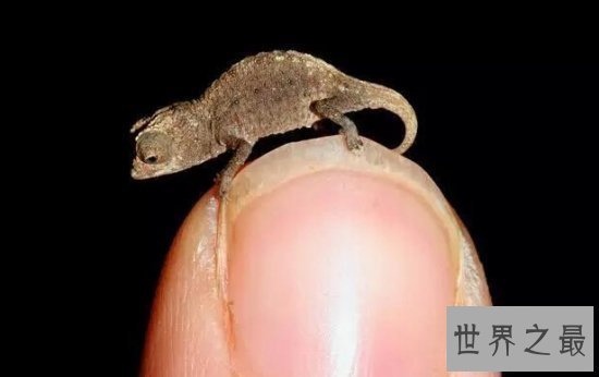 【图】世界上最罕见的新物种，东方麒麟惊现人间