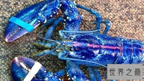 【图】世界上最罕见的新物种，东方麒麟惊现人间