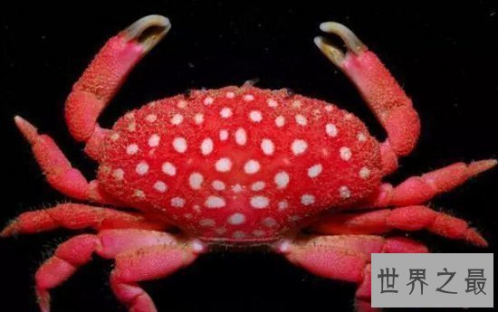 【图】世界上最罕见的新物种，东方麒麟惊现人间