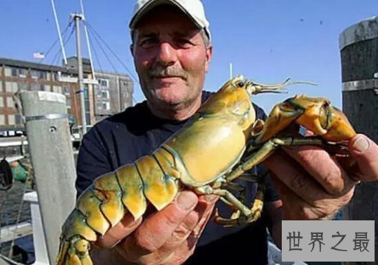 【图】世界上最罕见的新物种，东方麒麟惊现人间