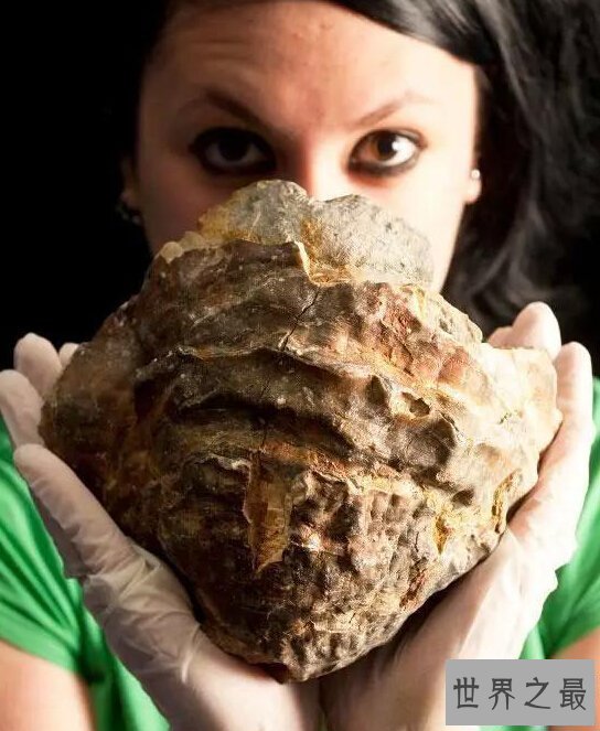 【图】世界上最罕见的新物种，东方麒麟惊现人间