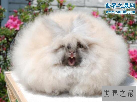 【图】世界上毛最长的兔子，巨型安哥拉兔(最长37厘米