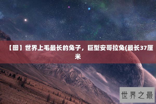 【图】世界上毛最长的兔子，巨型安哥拉兔(最长37厘米