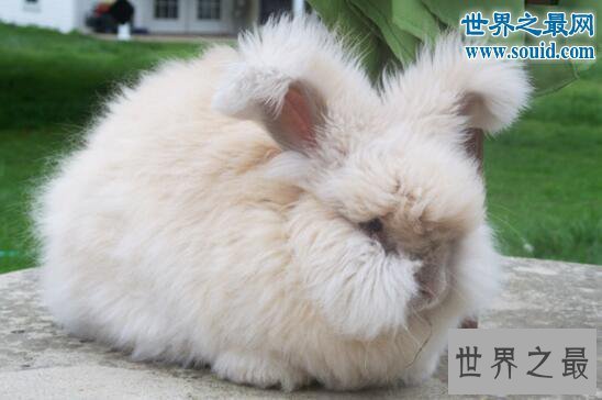 【图】世界上毛最长的兔子，巨型安哥拉兔(最长37厘米