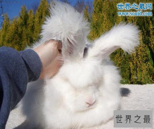 【图】世界上毛最长的兔子，巨型安哥拉兔(最长37厘米