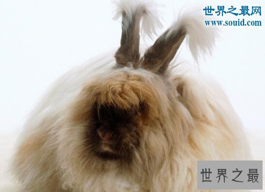 【图】世界上毛最长的兔子，巨型安哥拉兔(最长37厘米