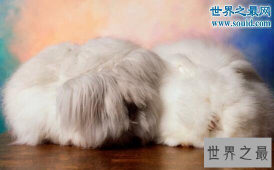 【图】世界上毛最长的兔子，巨型安哥拉兔(最长37厘米
