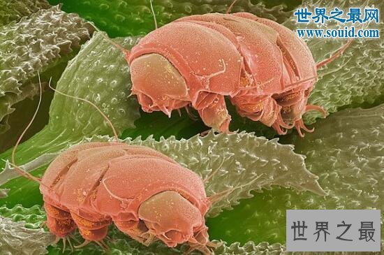 【图】生命力最强的动物缓步动物，甚至可以长生不死