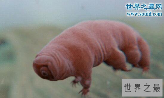 【图】生命力最强的动物缓步动物，甚至可以长生不死