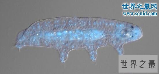 【图】生命力最强的动物缓步动物，甚至可以长生不死
