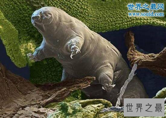 【图】生命力最强的动物缓步动物，甚至可以长生不死
