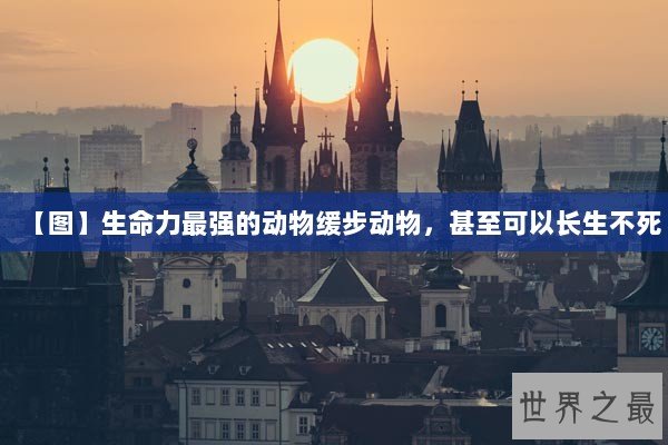 【图】生命力最强的动物缓步动物，甚至可以长生不死